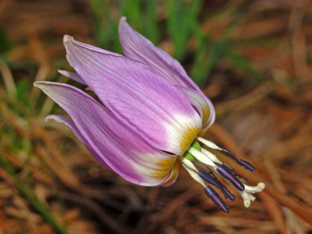 Erythronium dens-canis / Dente di cane